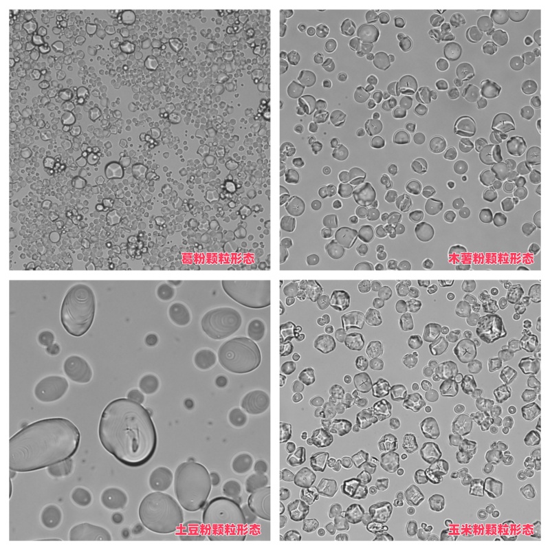 1743554537486941.jpg 葛粉的微觀顆粒形態(tài)(看)_副本.jpg