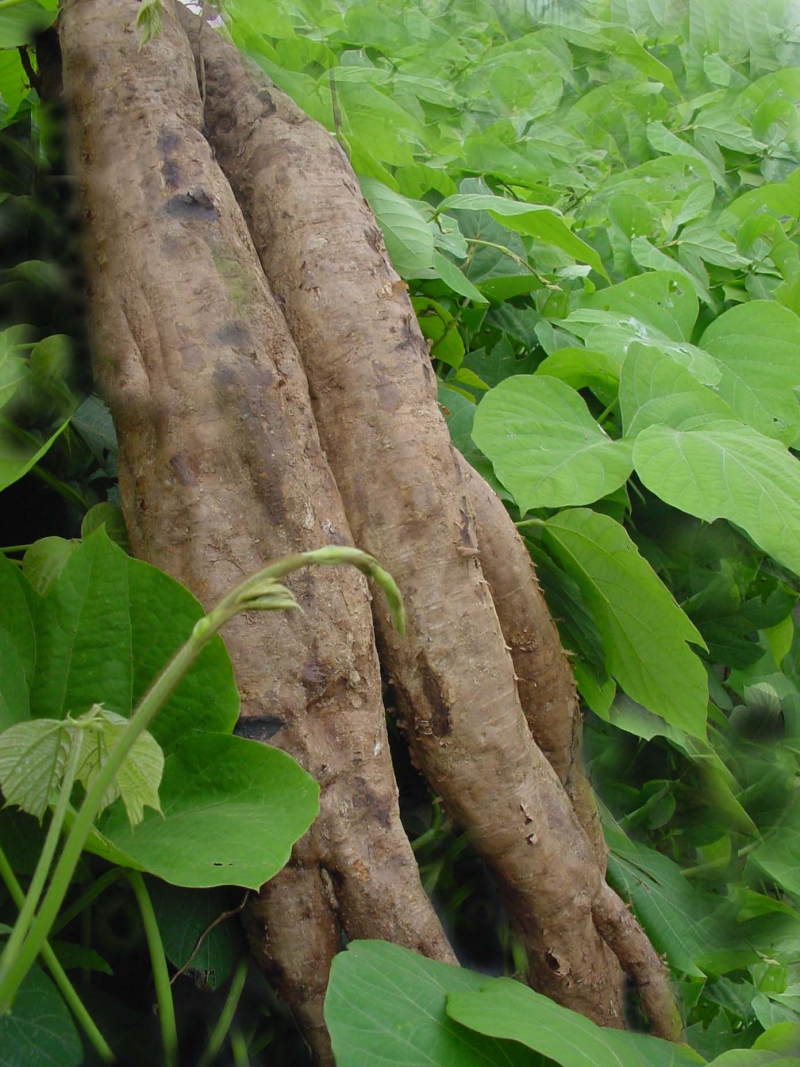 1754469490642121.png 葛根_副本800.png