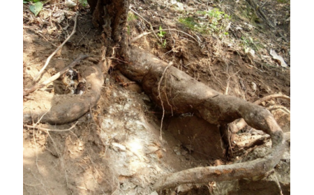 葛根粉：認準 10 年黃金期，拒絕 “年份噱頭”