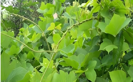 七夕寵妻狂魔就選它！二月風(fēng)雙有機(jī)野生葛根粉，健康又有文化味 