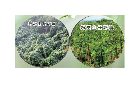 高學(xué)歷養(yǎng)生黨親測(cè)：這款雙有機(jī)野生葛根粉，憑什么成日常優(yōu)選？?