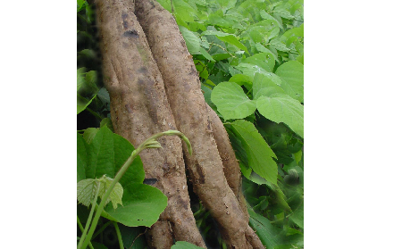 長期吃葛粉是養(yǎng)生還是傷身？科學(xué)解讀它的三大益處，讓你吃得更明白！