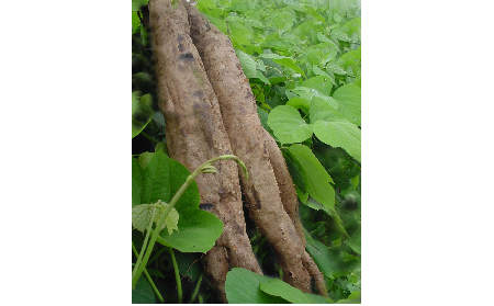 正宗的野生葛根粉，本質(zhì)是淀粉嗎？探秘千年本草中的自然饋贈
