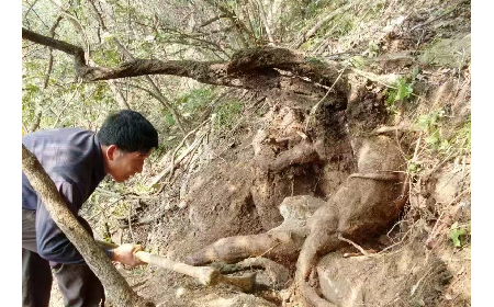 藏在隨州深山里的自然饋禮：二月風有機野生葛根粉，守護孩子純粹成長