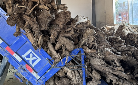 霜降采葛正當(dāng)時(shí)！二月風(fēng)大量收購(gòu)霜降葛根，以匠心護(hù)品質(zhì)、以產(chǎn)業(yè)助增收